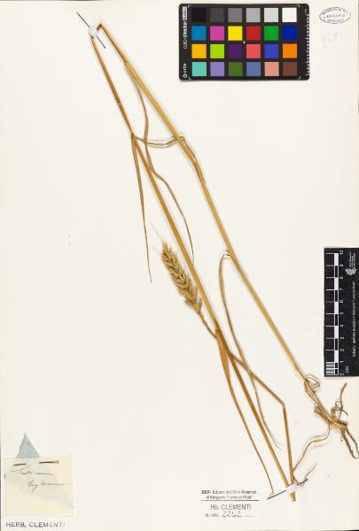 Triticum hybernum