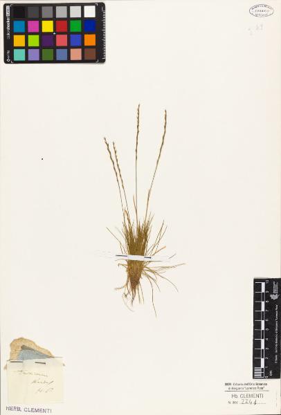 Triticum nardus