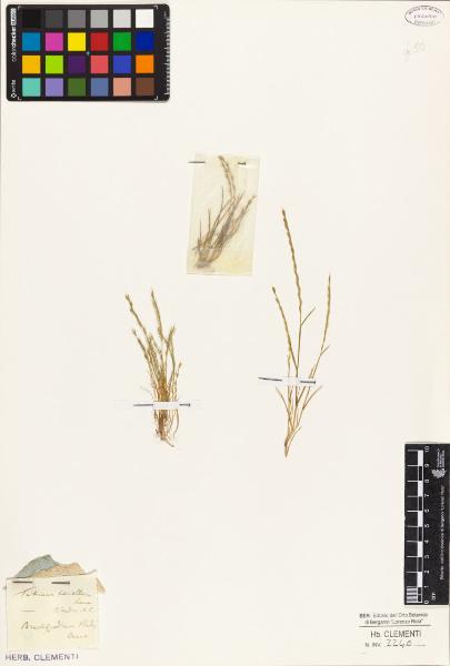 Triticum tenellum Lam.