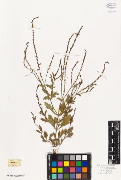 Verbena aspera