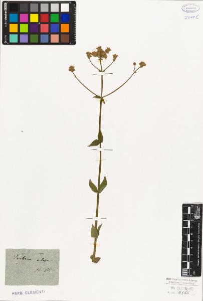 Verbena alata