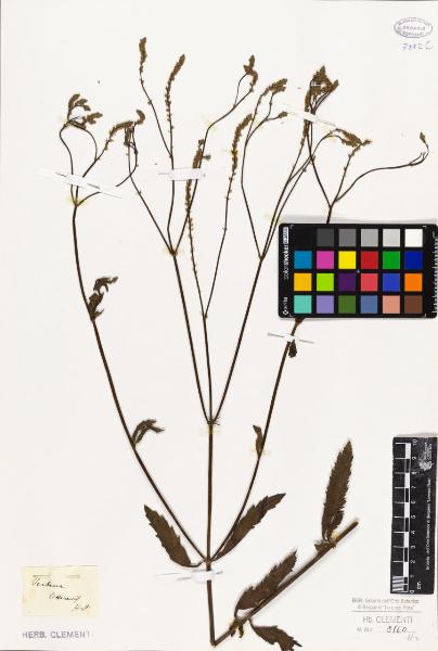 Verbena litoralis