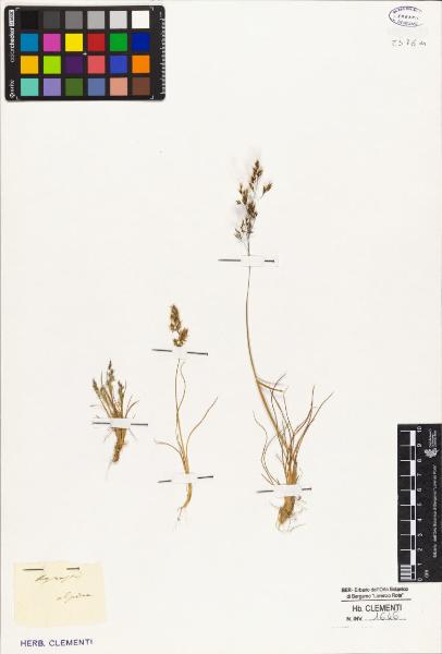 Agrostis alpina