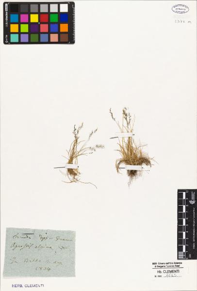 Agrostis alpina W.