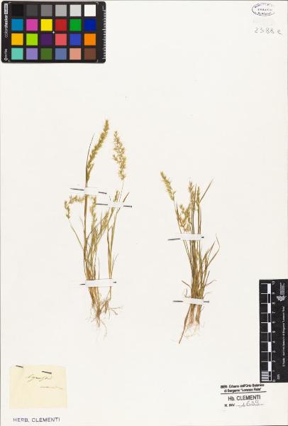 Agrostis monandra