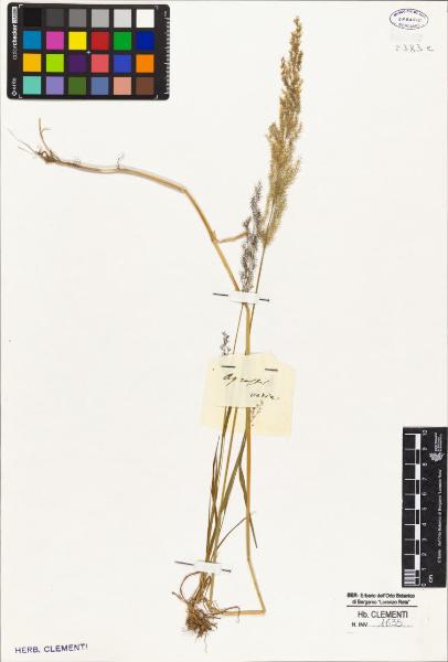 Agrostis varia