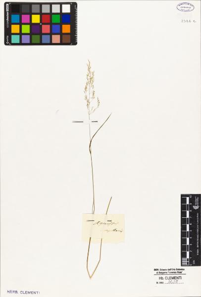 Agrostis capillaris