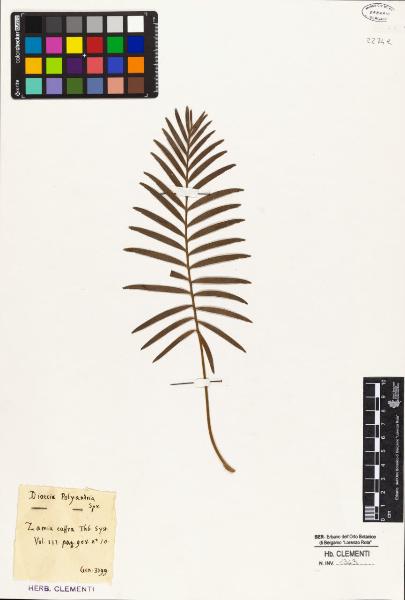 Zamia caffra