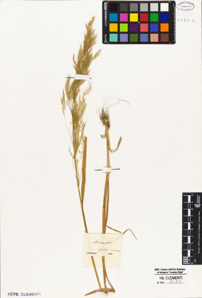 Agrostis spica venti