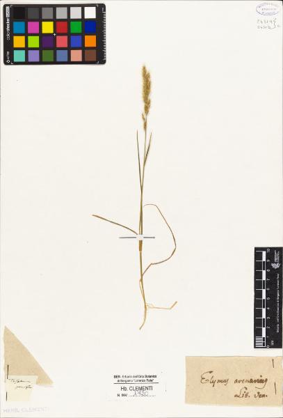 Trisetum parviflorum