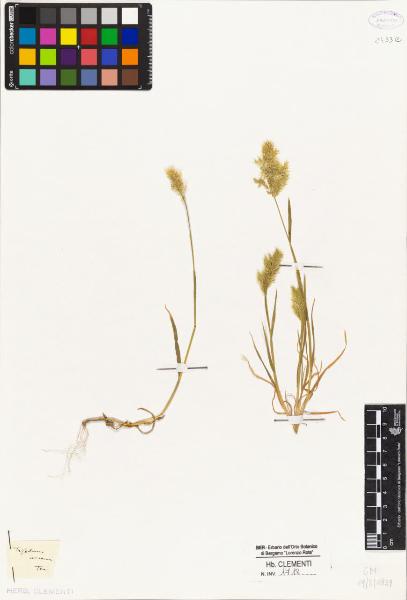 Trisetum aureum Ten. Ten.