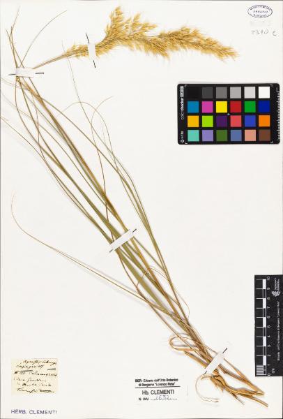 Agrostis calamagrostis