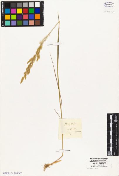 Agrostis sylvatica