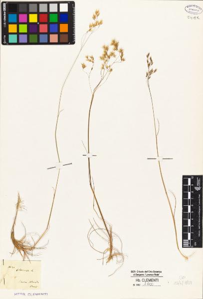 Aira flexuosa L.