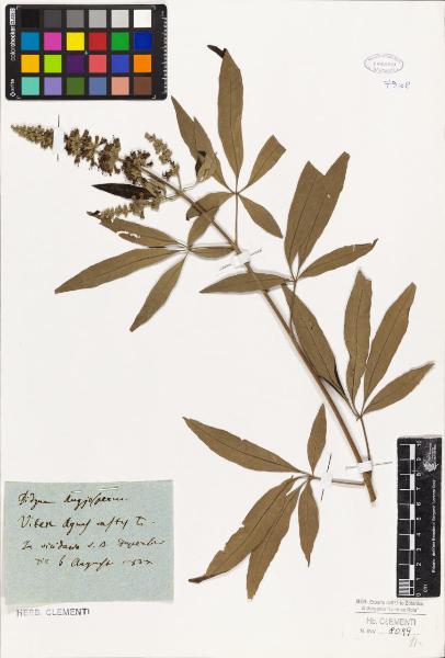 Vitex agnus-castus L.