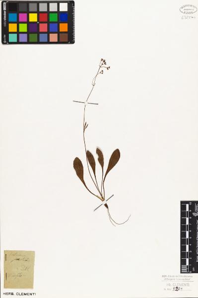 Valeriana saxatilis