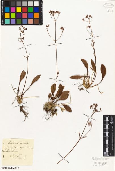 Valeriana rupestris