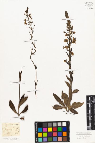 Veronica gentianoides