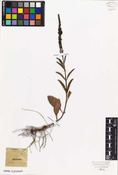 Veronica orchidea Crantz