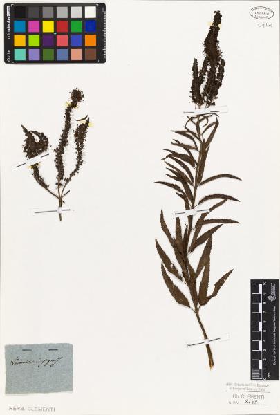 Veronica insignis