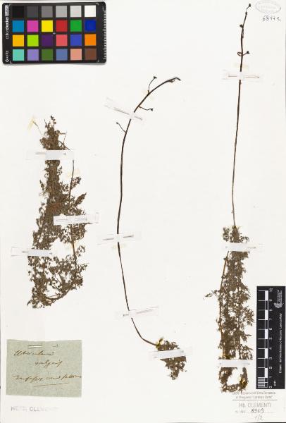 Utricularia vulgaris