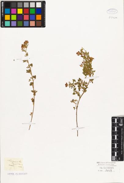 Trigonella ruthenica