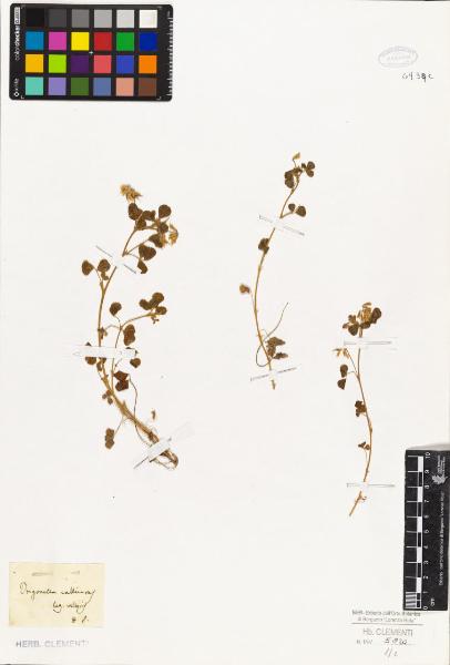 Trigonella calliceras