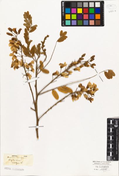 Virgilia aurea