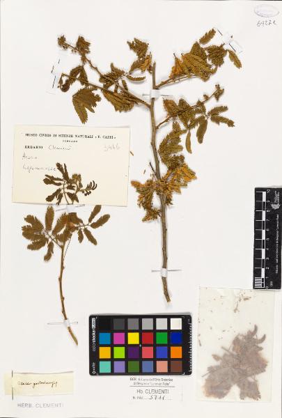 Acacia portoricensis