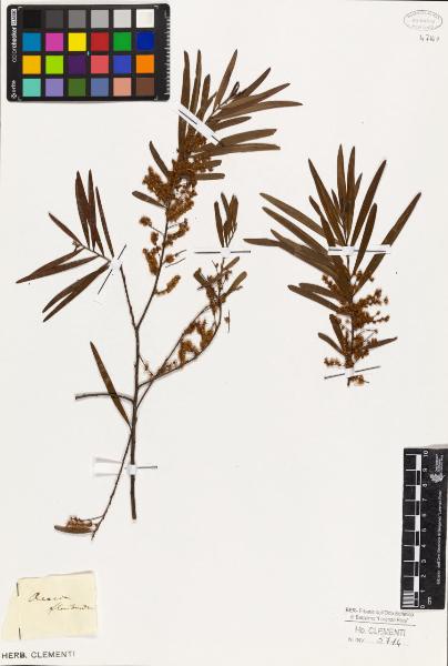 Acacia floribunda