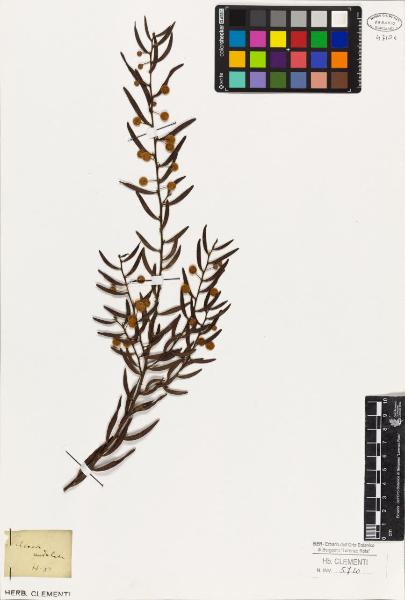 Acacia undulata