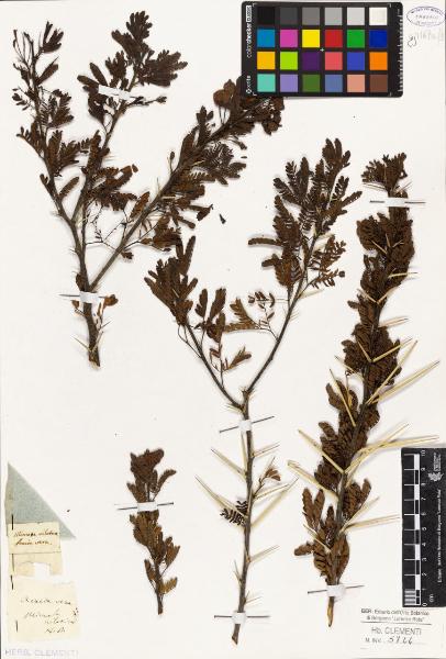 Acacia vera