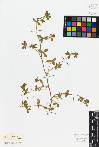 Trifolium dalmaticum