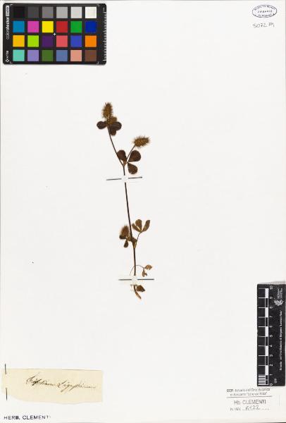 Trifolium ligusticum