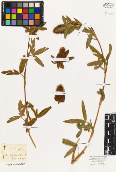 Trifolium rubens