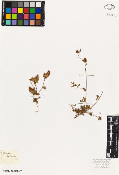 Trifolium dalmaticum Vis.