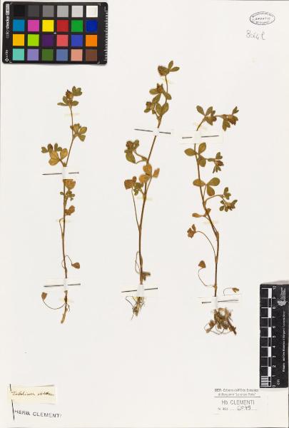 Trifolium striatum