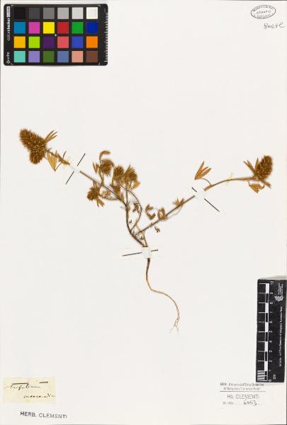 Trifolium intermedium