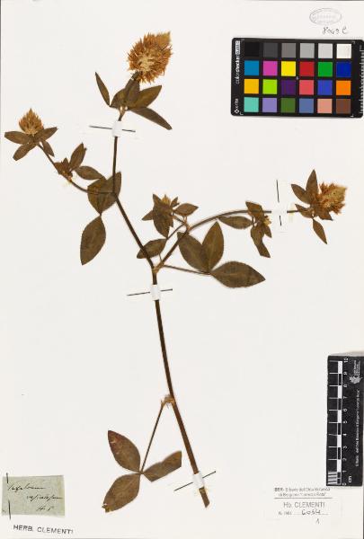 Trifolium vesiculosum