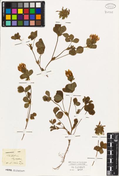 Trifolium clypeatum L.