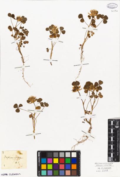 Trifolium spumosum