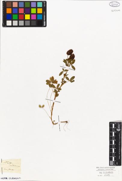 Trifolium spadiceum