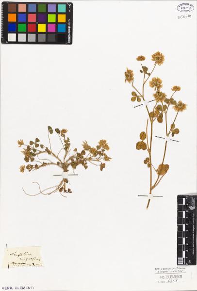 Trifolium nigrescens