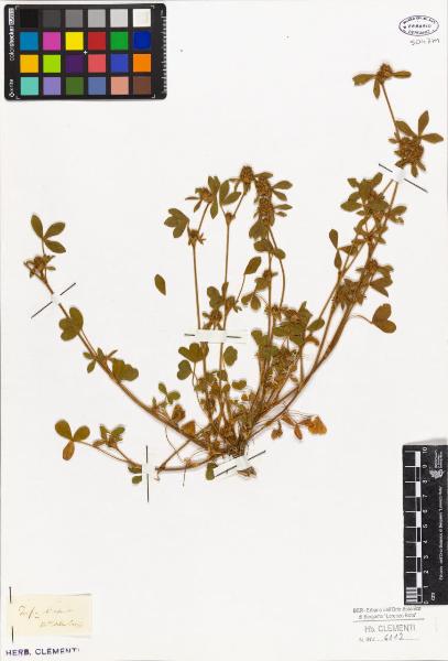 Trifolium striatum