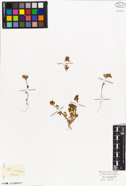 Trifolium striatum