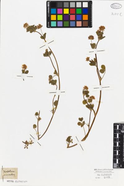 Trifolium suaveolens