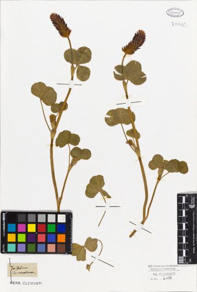 Trifolium incarnatum