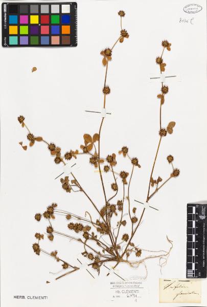 Trifolium glomeratum