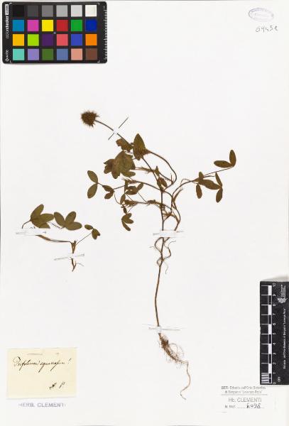 Trifolium squarrosum