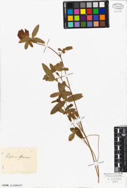 Trifolium flexuosum